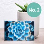 Nifty Fridge Art – Succulent Collection (Rectangular Magnets) - Succulent No. 2