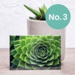 Nifty Fridge Art – Succulent Collection (Rectangular Magnets) - Succulent No. 3