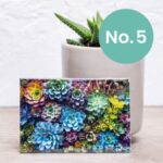 Nifty Fridge Art – Succulent Collection (Rectangular Magnets) - Succulent No. 5