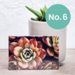 Nifty Fridge Art – Succulent Collection (Rectangular Magnets) - Succulent No. 6