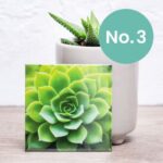 Nifty Fridge Art – Succulent Collection (Square Magnets) - Succulent No. 3
