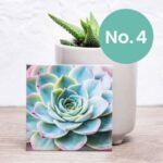 Nifty Fridge Art – Succulent Collection (Square Magnets) - Succulent No. 4