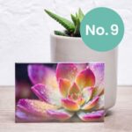 Nifty Fridge Art – Succulent Collection (Rectangular Magnets) - Succulent No. 9