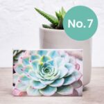 Nifty Fridge Art – Succulent Collection (Rectangular Magnets) - Succulent No. 7